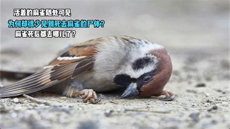 麻雀死在家裡